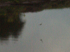 Swallows fishing on the canal