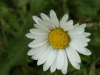Daisy (Bellis perennis)