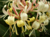 Honeysuckle (Lonicera periclymenum)