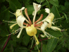 Honeysuckle (Lonicera periclymenum)