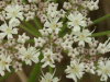 Hogweed (Heracleum sphondylium)