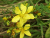 Hairy St John's Wort (Hypericum hirsutum)