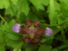 Self-heal (Prunella vulgaris)