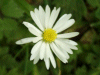 Daisy (Bellis perennis)