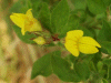 Common Bird's-foot trefoil (Lotus corniculatus)