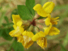 Common Bird's-foot trefoil (Lotus corniculatus)