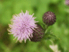 Creeping Thistle (Cirsium arvense)