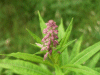 Budding Rosebay Willowherb (Chamerion angustifolium)