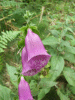 Digitalis Purpurea (ordinary wild foxglove)