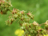 Broad-leaved Dock (Rumex obtusifolius)