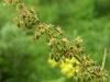 Broad-leaved Dock (Rumex obtusifolius)