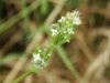 Marsh Bedstraw (Galium palustre)