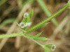 Marsh Bedstraw (Galium palustre)