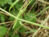 Marsh Bedstraw (Galium palustre)