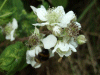 Bramble/Blackberry flower (Rubus fruticosus agg)