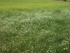 Field of Scentless Mayweed (Matricaria perforata) and Rape Seed (Brassica napus) 