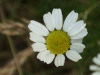 Scentless Mayweed (Matricaria perforata)