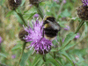 Bee on Common Knapweed (Centaurea nigri)