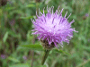 Common Knapweed (Centaurea nigri)