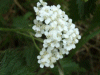 Yarrow (Achillea millefolium)