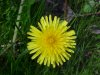Common Dandelion (Taraxacum officinale)