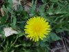 Common Dandelion (Taraxacum officinale)