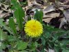 Common Dandelion (Taraxacum officinale)