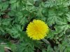 Common Dandelion (Taraxacum officinale)