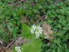 Garlic Mustard (Alliaria petiolata)