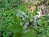 Garlic Mustard (Alliaria petiolata)