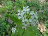 Garlic Mustard (Alliaria petiolata)