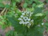 Garlic Mustard (Alliaria petiolata)