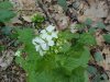 Garlic Mustard (Alliaria petiolata)