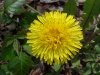 Common Dandelion (Taraxacum officinale)