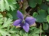 Common Blue Violet (Viola sororia)