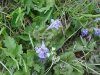 Ground Ivy; Gill-over-the-ground; Creeping Charlie  (Glechoma hederacea)