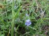 Ground Ivy; Gill-over-the-ground; Creeping Charlie  (Glechoma hederacea)