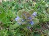 Ground Ivy; Gill-over-the-ground;  Creeping Charlie (Glechoma  hederacea)