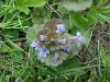 Ground Ivy; Gill-over-the-ground; Creeping Charlie  (Glechoma hederacea)