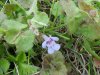 Ground Ivy; Gill-over-the-ground;  Creeping Charlie (Glechoma  hederacea)