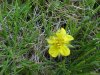 Canadian Dwarf Cinquefoil (Potentilla canadensis)