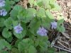 Ground Ivy; Gill-over-the-ground; Creeping Charlie  (Glechoma hederacea)