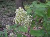 Wildflowers of LDEO, Columbia Univ., Palisades, N.Y., USA