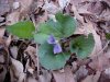 Common Blue Violet (Viola sororia)