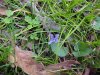 Common Blue Violet (Viola sororia)