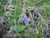 Common Blue Violet (Viola  sororia)