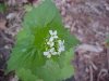 Garlic Mustard (Alliaria petiolata)