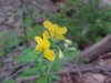 Greater Celandine; Wartweed (Chelidonium majus)