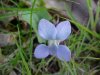 Common Blue Violet (Viola sororia)