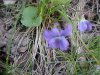 Common Blue Violet (Viola sororia)